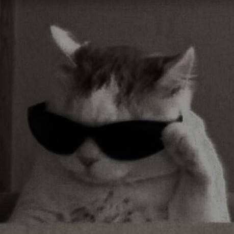 CatsMeow492