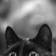 @NoctemCat