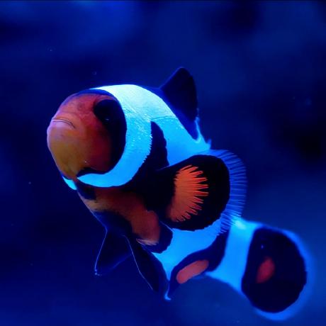 @fishguy6564