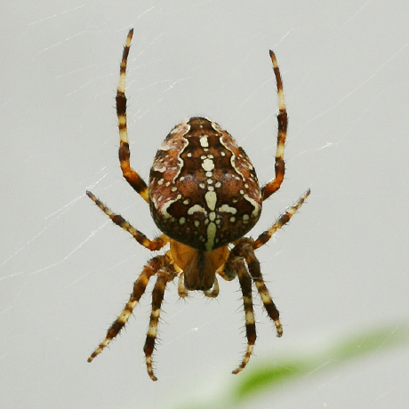 Araneidae